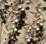 Alyssum trichostachyum. Соплодия со зрелыми плодами, частично вскрывшимися. Краснодарский край, м/о Анапа, пос. Витязево, ул. Скифская, зарастающая низина у подножия дюны. 03.06.2021.