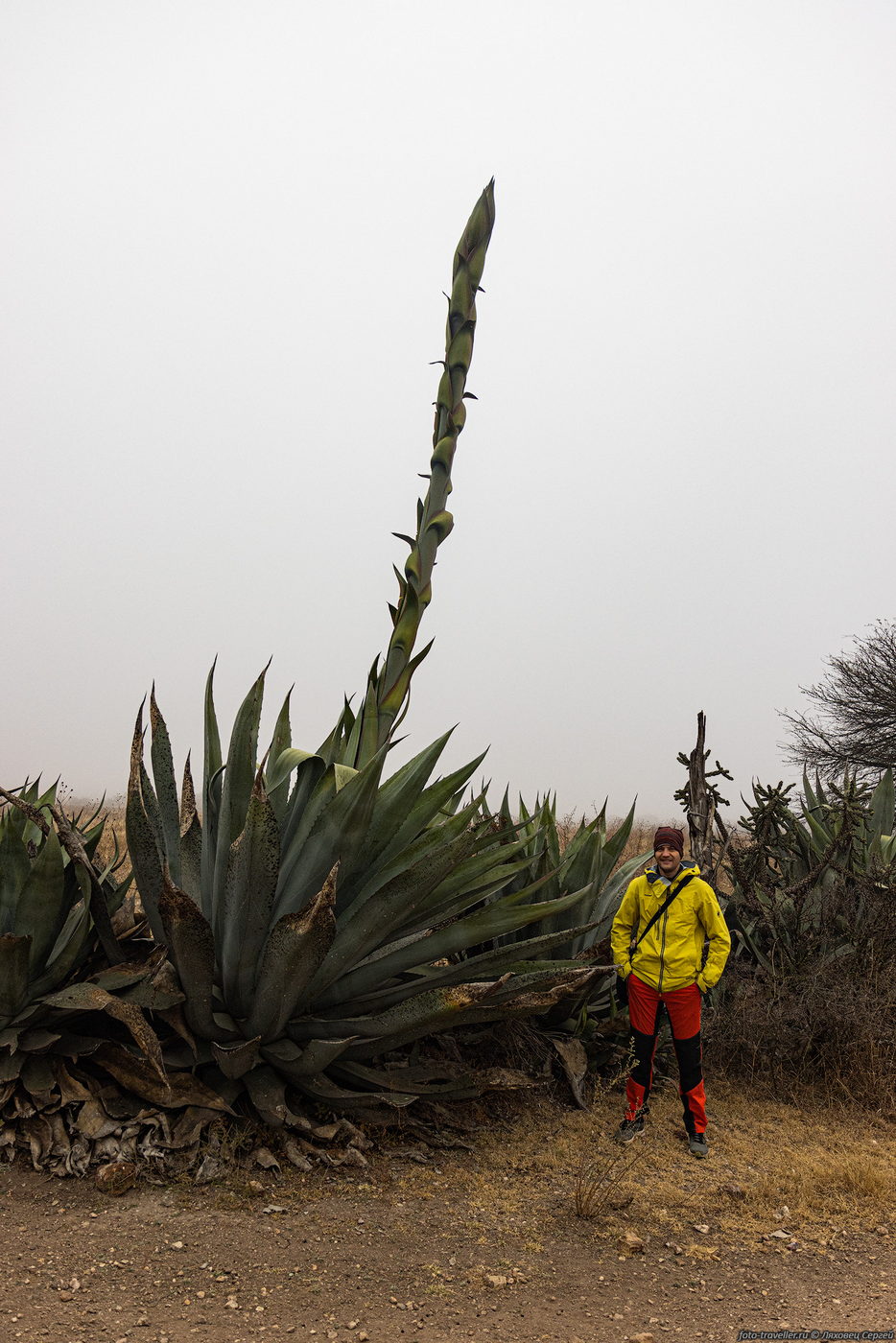 Изображение особи Agave americana.