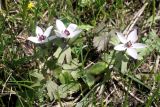 Anemone tschernaewii