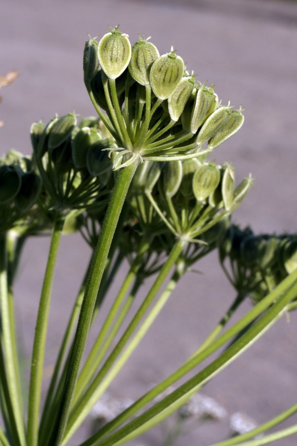 Image of genus Heracleum specimen.