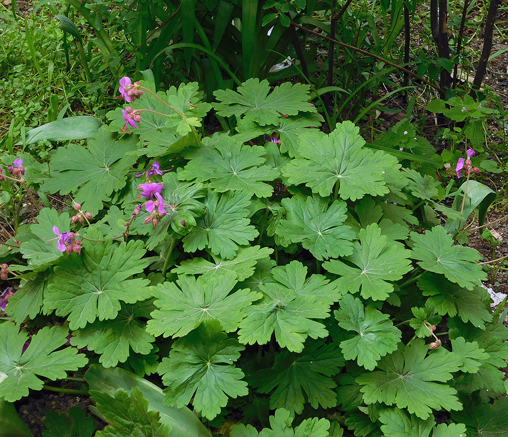 Изображение особи Geranium macrorrhizum.