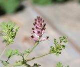 Fumaria officinalis. Верхушка побега с соцветием. Крым, окр. Феодосии, Курортное, набережная, терраса летнего кафе, между половыми досками. 5 мая 2023 г.