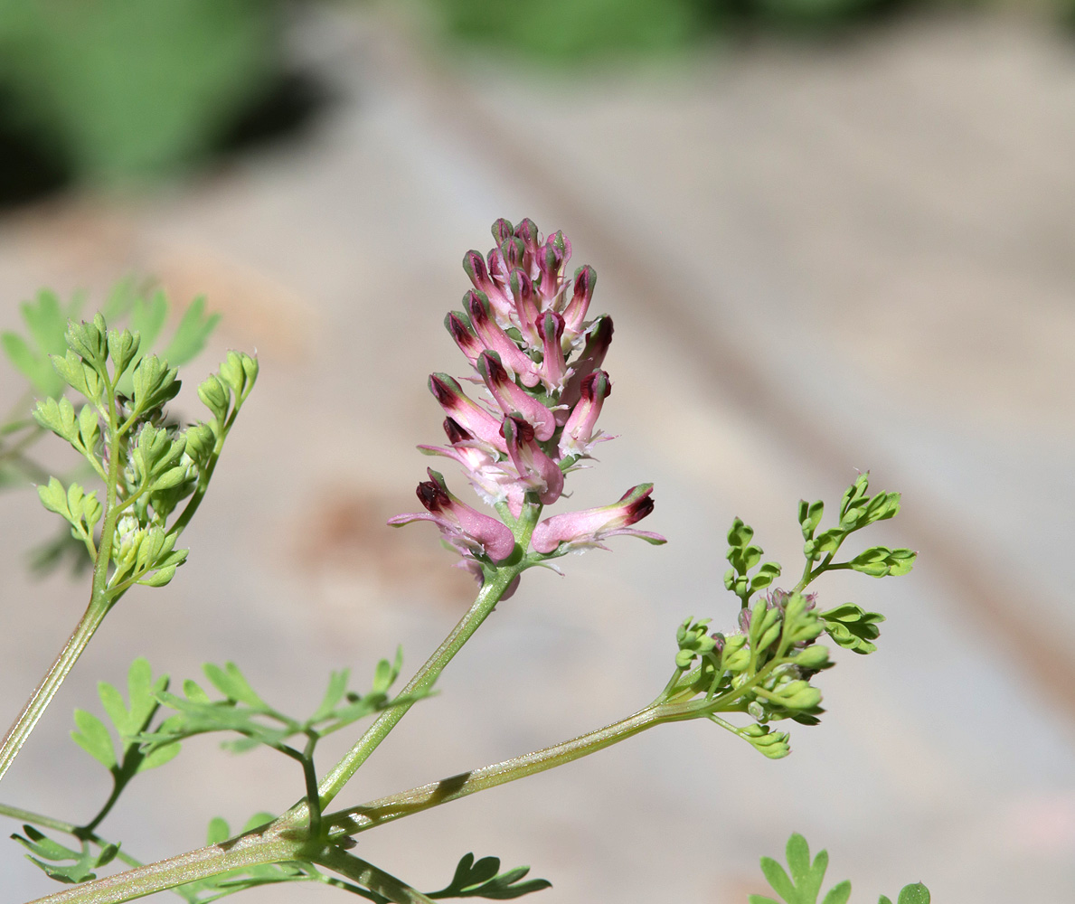 Image of Fumaria officinalis specimen.