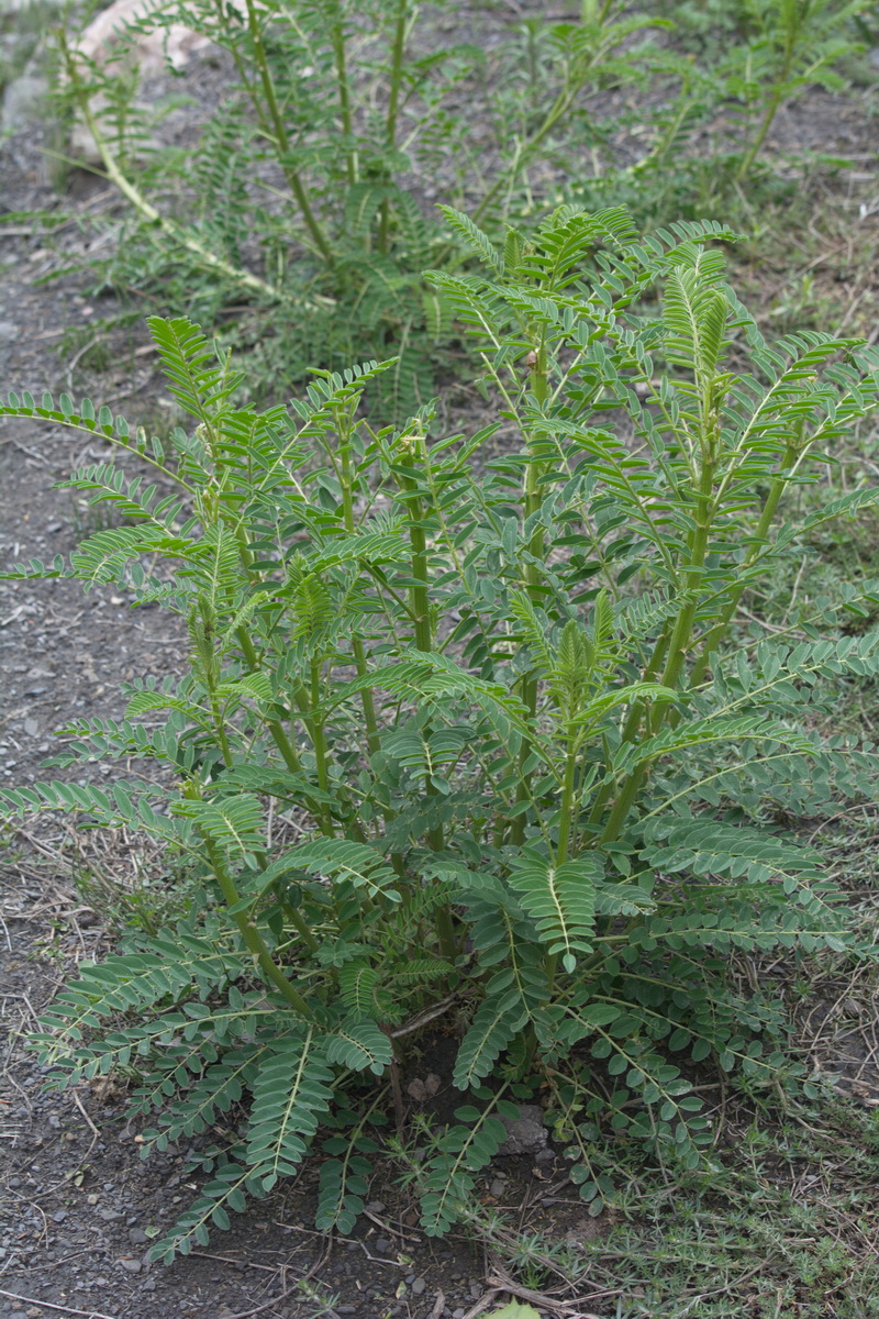 Image of familia Fabaceae specimen.