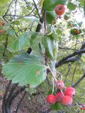 Sorbus tauricola