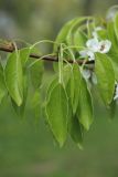 genus Pyrus. Листья. Санкт-Петербург, Фрунзенский р-н, парк \"Яблоневый сад\", в культуре. 14.05.2023.