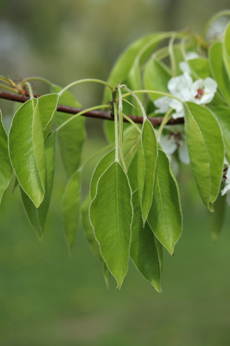 Image of genus Pyrus specimen.