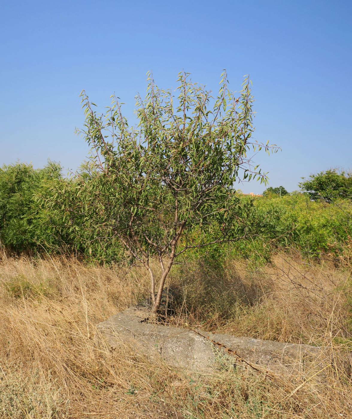 Image of Amygdalus communis specimen.