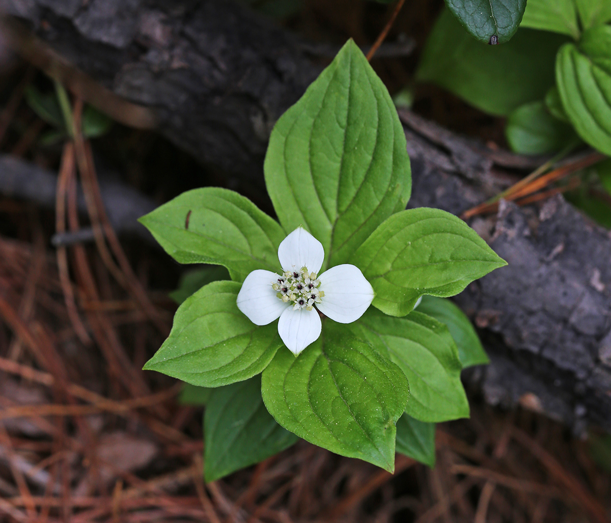 Image of Chamaepericlymenum canadense specimen.