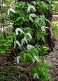 Atragene sibirica