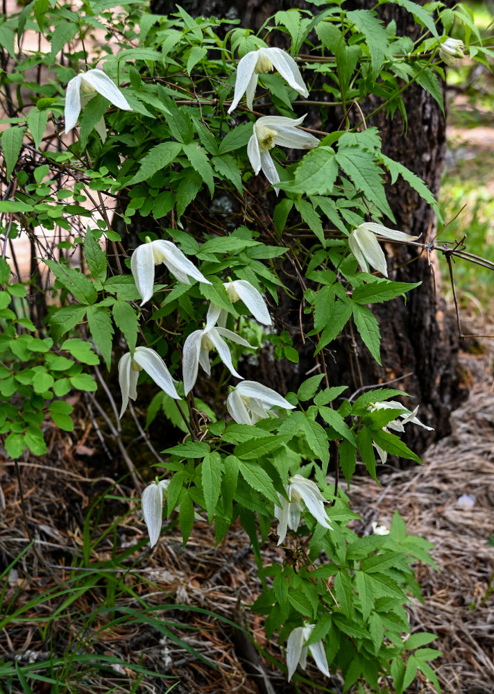 Image of Atragene sibirica specimen.