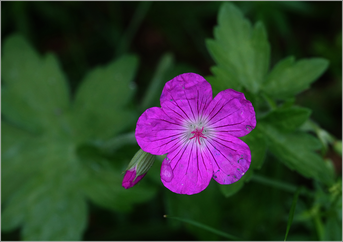 Изображение особи Geranium palustre.