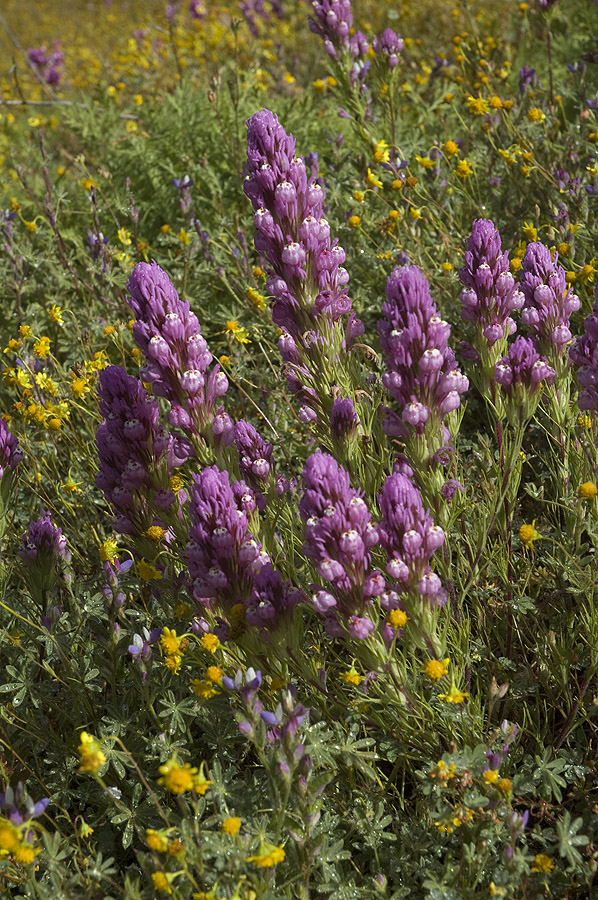 Image of Castilleja exserta specimen.
