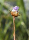 Смотреть изображение род Armeria