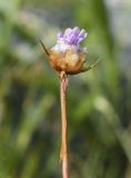 genus Armeria