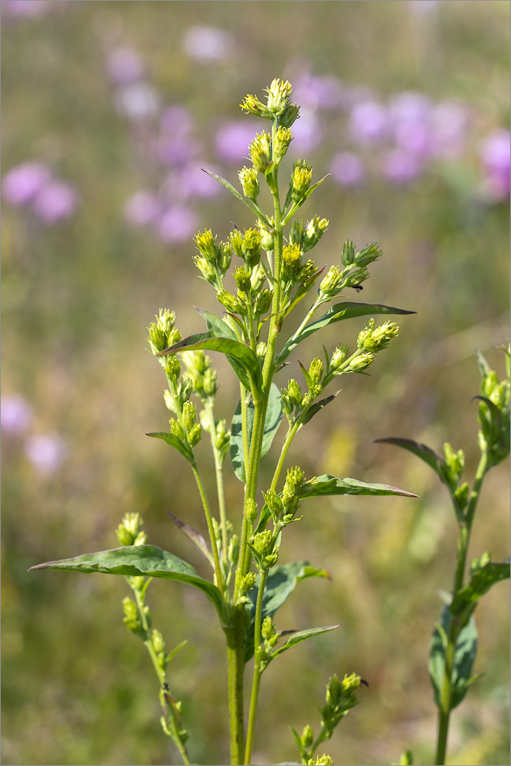 Image of Solidago virgaurea ssp. lapponica specimen.