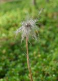 Pulsatilla angustifolia