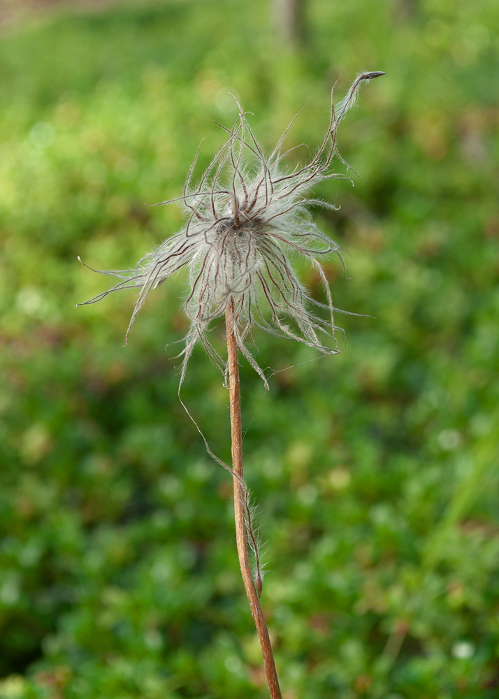 Изображение особи Pulsatilla angustifolia.