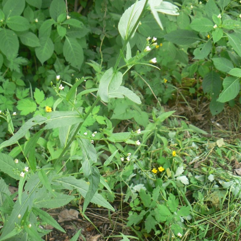 Image of Arabis pendula specimen.