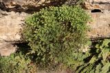 Asplenium ruta-muraria. Растение в расщелине скалы. Крым, Севастополь, Инкерман, обнажение известняка. 14.11.2023.