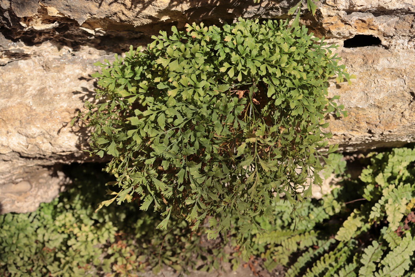 Image of Asplenium ruta-muraria specimen.