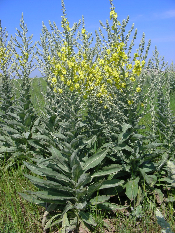 Изображение особи Verbascum songaricum.