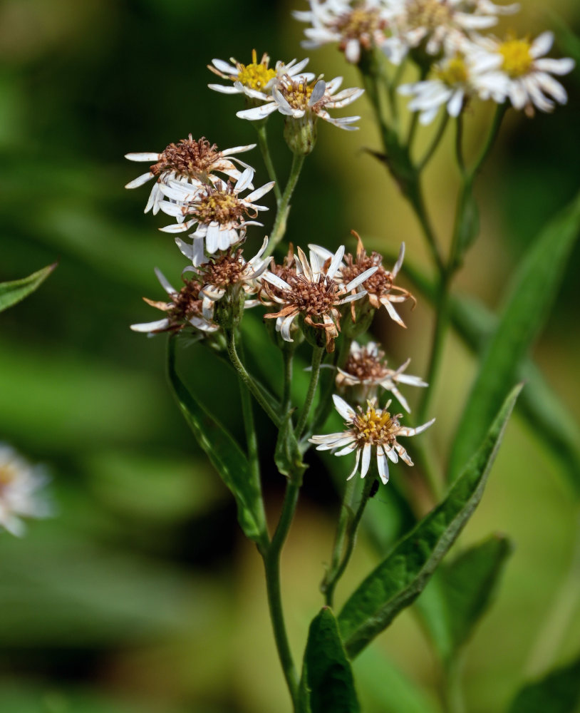 Изображение особи Aster glehnii.