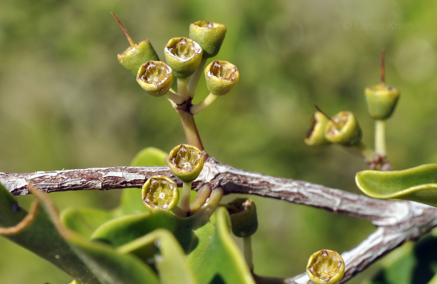 Image of genus Eucalyptus specimen.