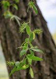 genus Salix. Верхушка ветви с соплодиями. Дагестан, Кумторкалинский р-н, долина р. Шураозень, луг. 30.04.2022.