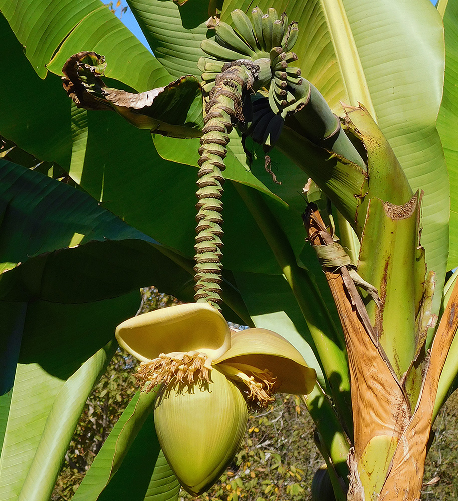 Image of Musa basjoo specimen.