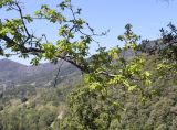 Quercus pubescens