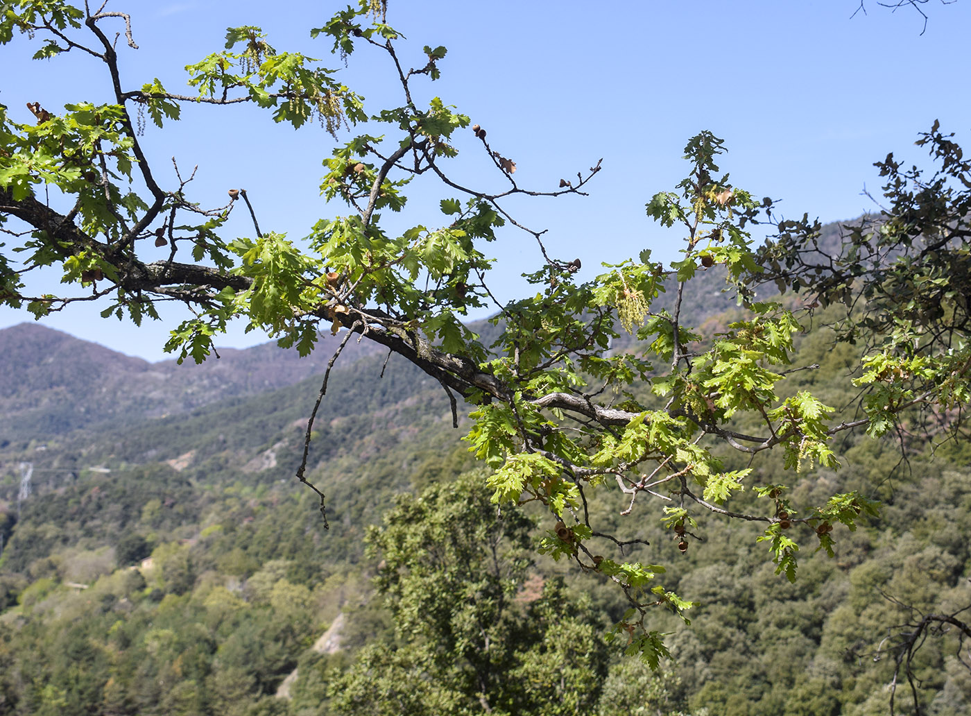 Image of Quercus pubescens specimen.