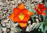 Tulipa greigii