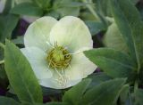 Helleborus caucasicus. Цветок и листья. Ростовская обл., г. Донецк, клумба. 09.04.2024.