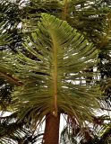 Araucaria heterophylla. Ветвь. Египет, мухафаза Александрия, г. Александрия, в культуре. 02.05.2023.