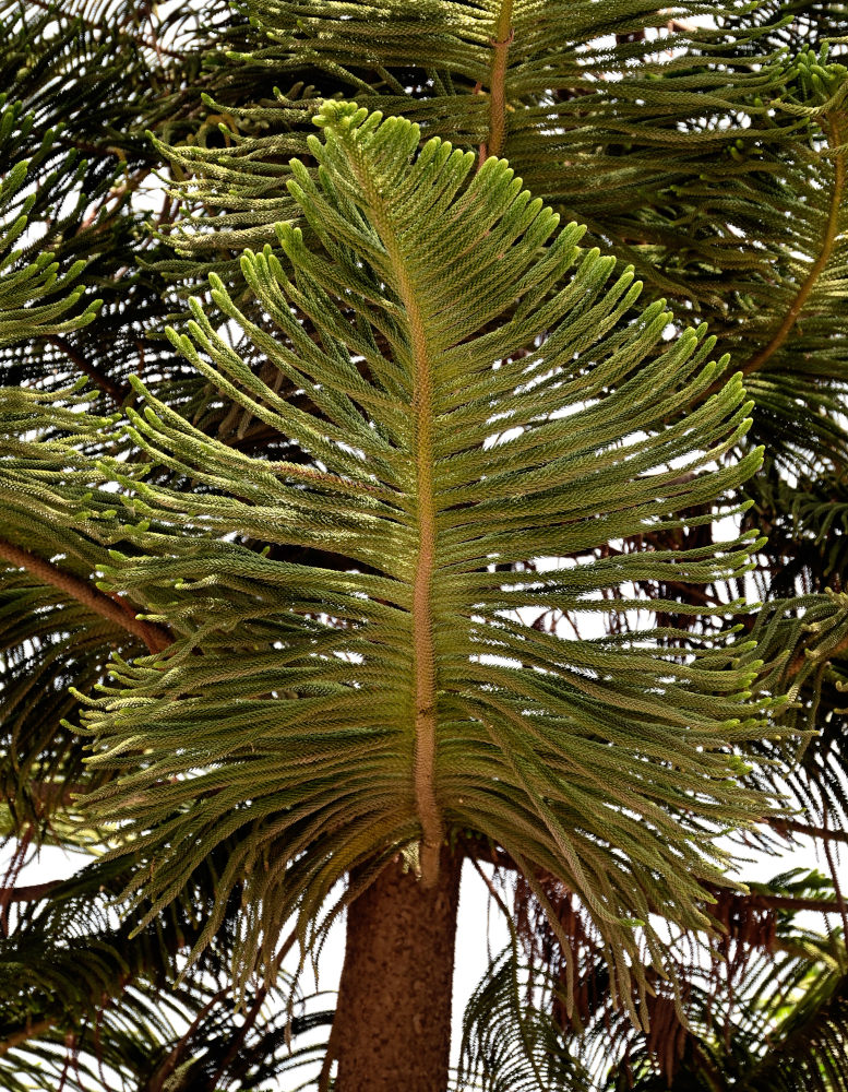 Изображение особи Araucaria heterophylla.