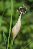 Iris ventricosa