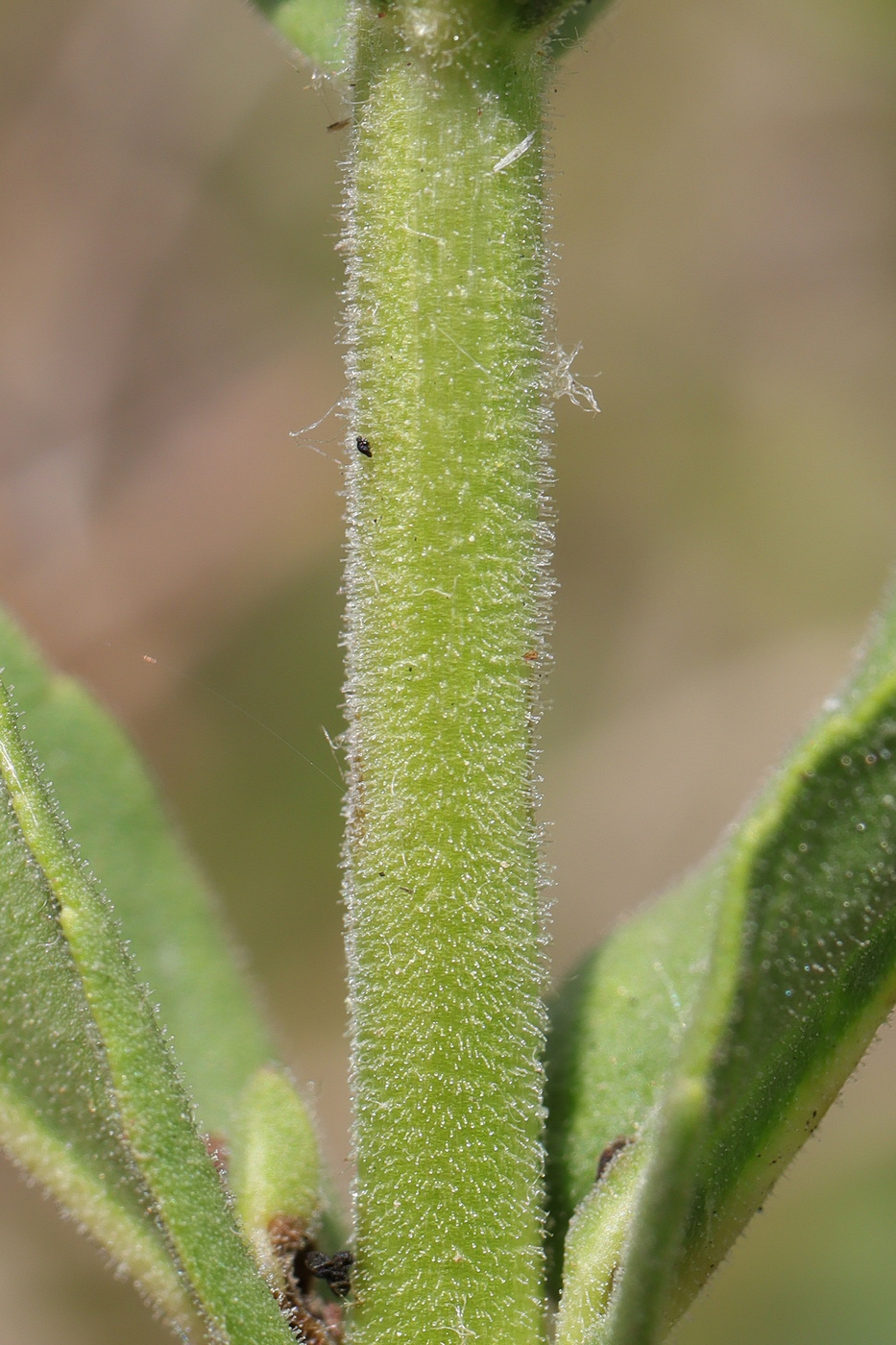 Image of Veronica steppacea specimen.