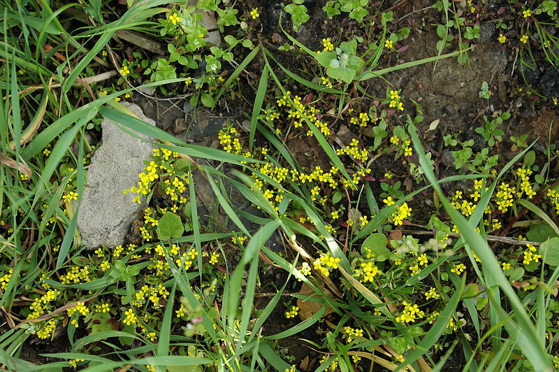 Изображение особи Erysimum cheiranthoides.