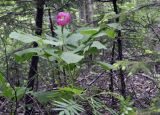 Paeonia obovata