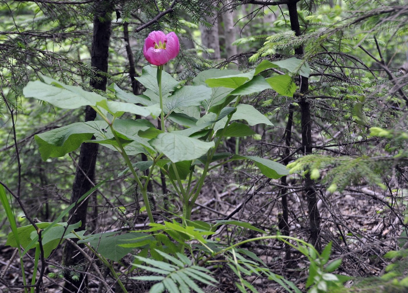 Image of Paeonia obovata specimen.