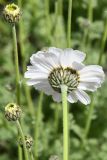 Spathipappus griffithii