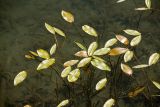 Potamogeton natans. Вегетирующие растения. Карачаево-Черкесия, Карачаевский р-н, дол. р. Клухор, оз. Туманлыкёль. 22.06.2024.