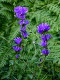 Campanula glomerata