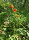 Lilium debile