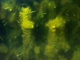 Ceratophyllum demersum