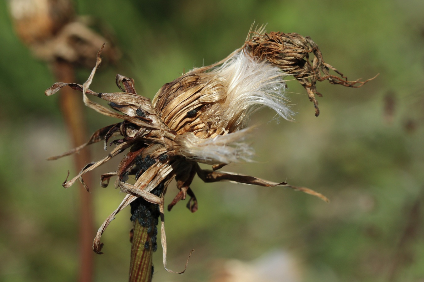 Image of Scorzonera humilis specimen.