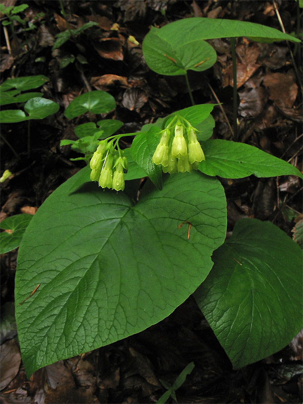 Изображение особи Symphytum cordatum.