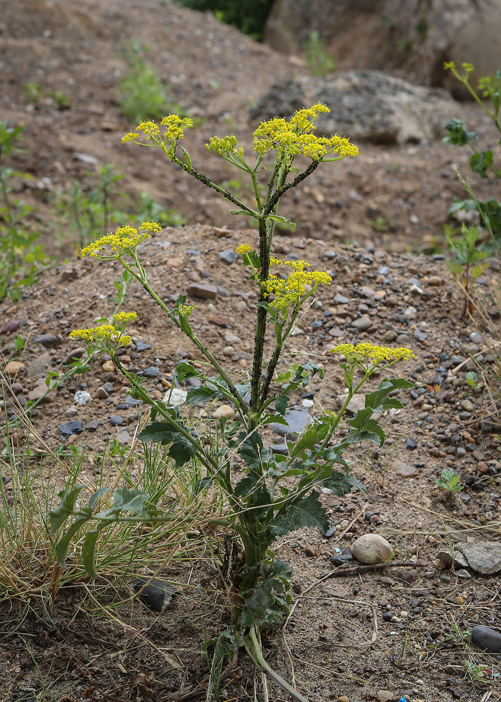 Image of Pastinaca sativa specimen.