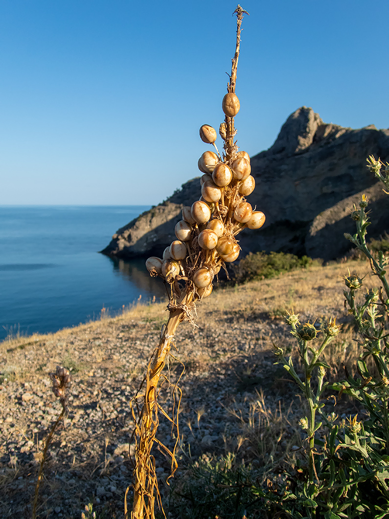 Image of Asphodeline lutea specimen.